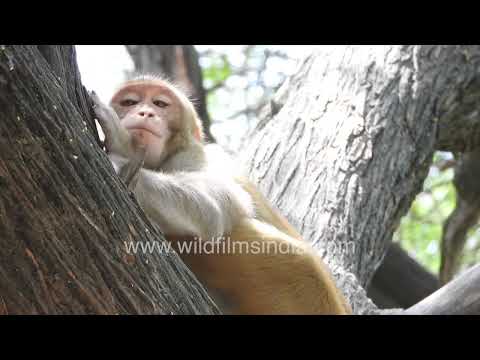 Rhesus macaques feeding and grooming in a tree canopy thumbnail