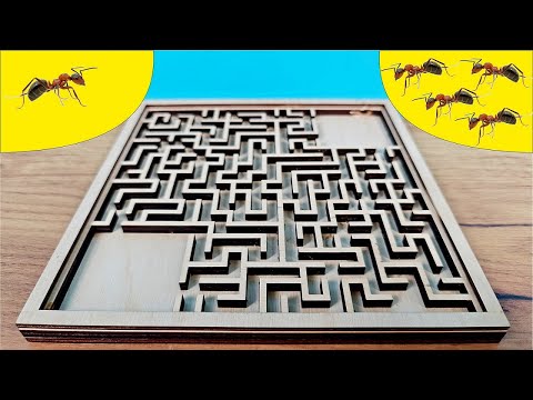¿Encontrará la HORMIGA la SALIDA CORRECTA del LABERINTO? thumbnail