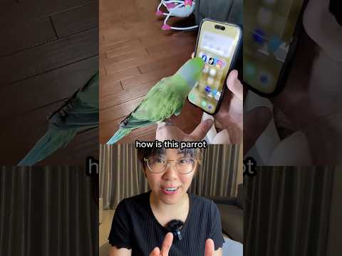 How parrots actually use touchscreens thumbnail