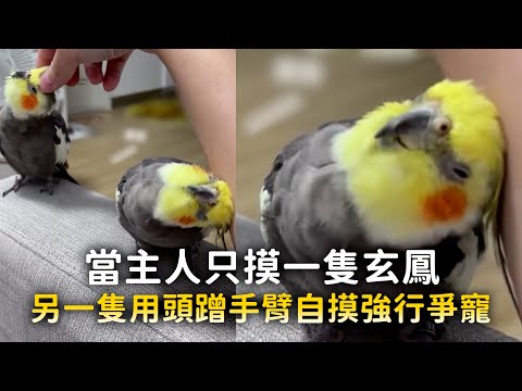 當主人只摸一隻玄鳳　另一隻用頭蹭手臂自摸強行爭寵 thumbnail