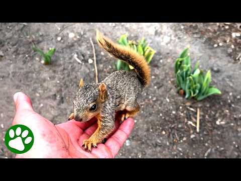 Man Rescues Tiny Baby Squirrel and Become His Human Dad 🥹💕 thumbnail