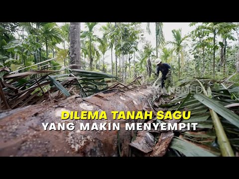 DILEMA TANAH SAGU YANG MAKIN MENYEMPIT | INDONESIAKU (19/05/26) thumbnail