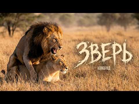 Ленинград — Зверь (Lyric Video 2026) thumbnail