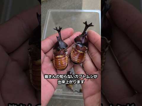 ペットショップのカブトムシと野生のカブトムシを食べ比べてみた thumbnail