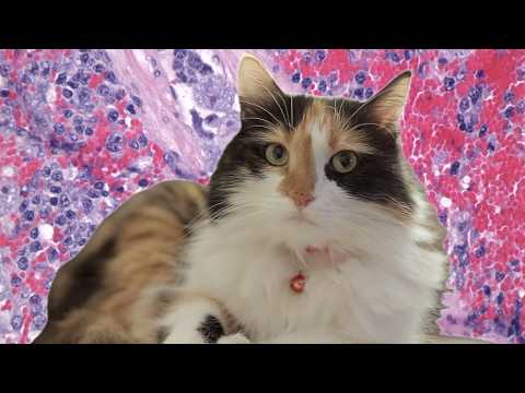 What Is 'Bobcat Fever' And How Can You Protect Your Cat From It? thumbnail