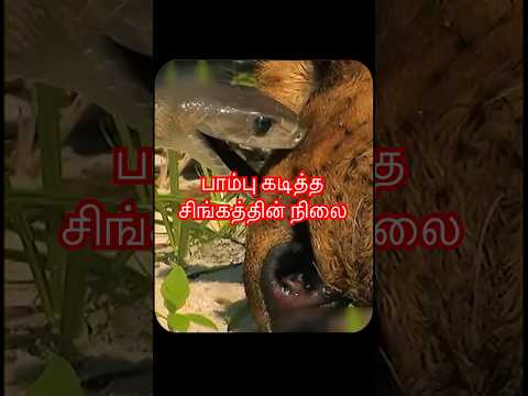 Struggle of a lioness #animals #curiositymatters thumbnail