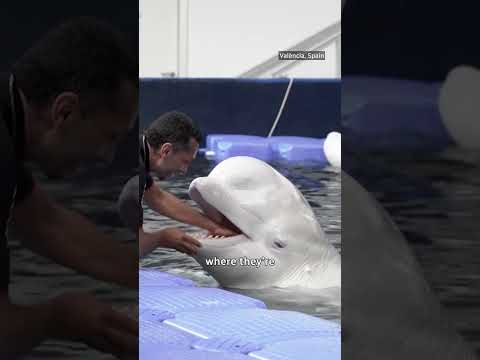 Marineland beluga rescue: ‘challenging but not impossible’ thumbnail