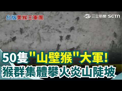 罕見! 50隻"山壁猴"大軍 集體攀爬火炎山陡坡 設備出包? 客怨"付錢不出餐"美食街大暴走 自助餐變鳥buffet? 麻雀跳進菜盆偷吃 客驚:不敢吃｜三立新聞網 SETN.com thumbnail