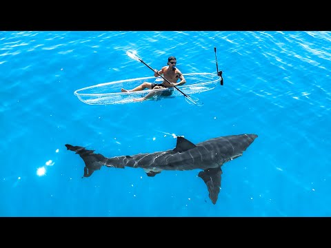 Exploring For Great White Sharks In Transparent Kayak thumbnail