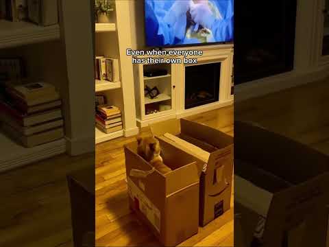 #funny #cat #pets #animals #dog #cute #cats #memes #dogs #funnyanimals thumbnail