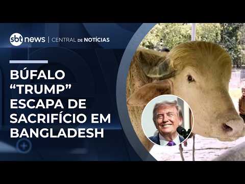 Búfalo albino comparado a Trump é poupado de sacrifício em Bangladesh | #CentralDeNotícias thumbnail