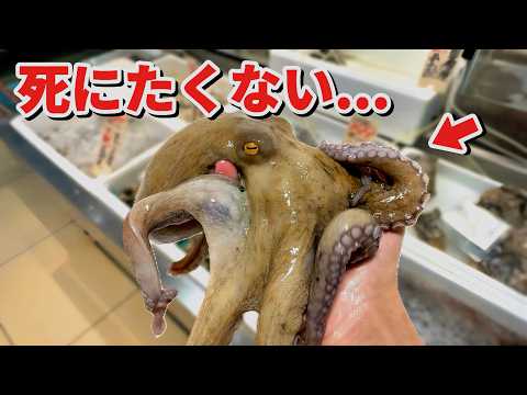 スーパーに売れ残っていたタコを飼育してみると奇跡が…！！ thumbnail