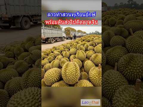 "ทุเรียนลาว" บุกตลาดผู้บริโภคที่ใหญ่ที่สุดในโลก และ เตรียมทำสวนทุเรียนขนาดยักษ์! thumbnail