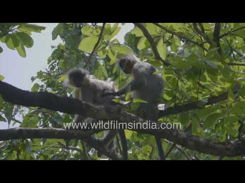 Eastern Himalayan wildlife captured in Assam forests thumbnail