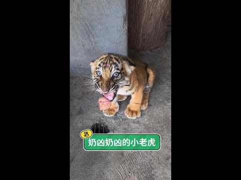 從初生守護到勇敢邁步：這是我與小老虎相依相伴的溫暖成長時光。 thumbnail