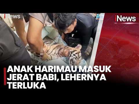 Anak Harimau Masuk Jerat Babi, Lehernya Terluka | iNews Siang 22/5 thumbnail