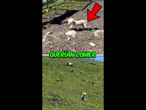 Estas águilas querían comer perro frito pero su combo era este. thumbnail