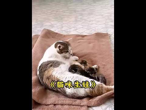 猫咪刚生完娃，德玛便火急火燎跑过来查看，比母猫还心急 #animals #猫咪  #pets thumbnail