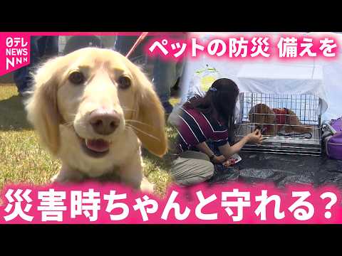 【命】8割の飼い主｢備えなし…｣ 災害時"ペットの防災"に必要なこと　福島　NNNセレクション thumbnail