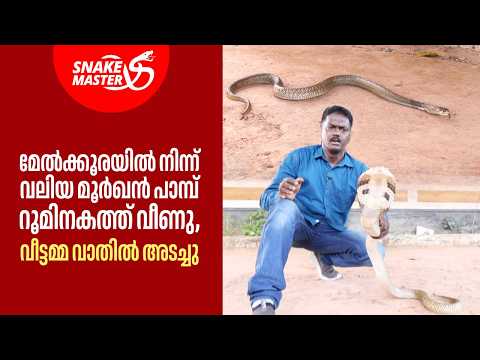 മേൽക്കൂരയിൽ നിന്ന് പ്രായമുള്ള മൂർഖൻ റൂമിനകത്ത് വീണു | Cobra Rescue by Vava | Snakemaster EP 1185 thumbnail