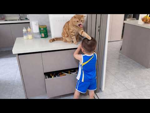 When Cats Become Babysitters… But They Don’t Want To ??? | Funny Cat Moments thumbnail