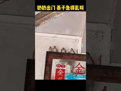 奶奶出门，燕子急得乱叫！ #感人壹幕 #科普 #大熱門 #影視解説 #funny #animals #影视聚焦 #搞笑 #精彩影视 thumbnail