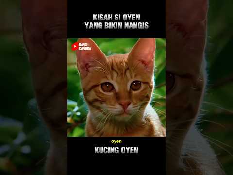 KISAH KUCING OYEN YANG BIKIN NANGIS thumbnail