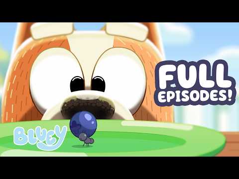 Bingo and the Blueberry Bug! 🐜 🫐 | Bluey FULL EPISODE Compilation 💙 | Bluey thumbnail