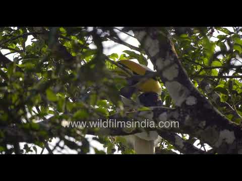 Great Hornbills perched in the forest canopy thumbnail