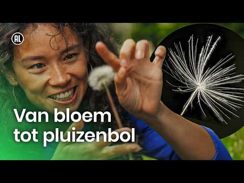 De paardenbloem | Superzoom thumbnail