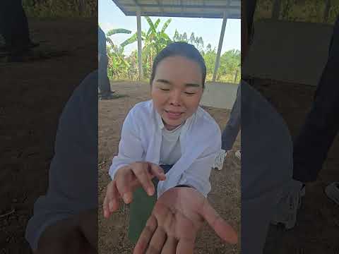แมงช้าง | ครูนกเล็ก thumbnail