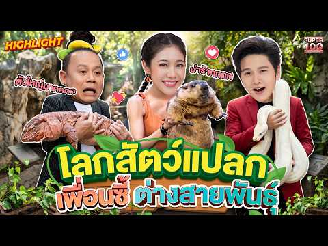 เกิดมาเพิ่งเคยเห็น !! #ชาญ เพื่อนซี้สายพันธุ์แปลก HIGHLIGHT | SUPER100 [Eng Sub] thumbnail