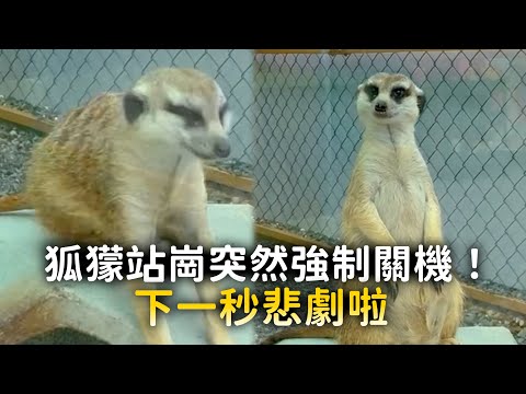 狐獴站崗突然強制關機！　下一秒悲劇啦 thumbnail