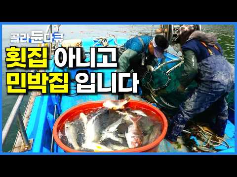여기가 민박집 맞나요?｜하루 묵으면 직접 잡아온 해산물로 4끼 차려주는 섬마을 민박집 정체｜한국기행｜#골라듄다큐 thumbnail
