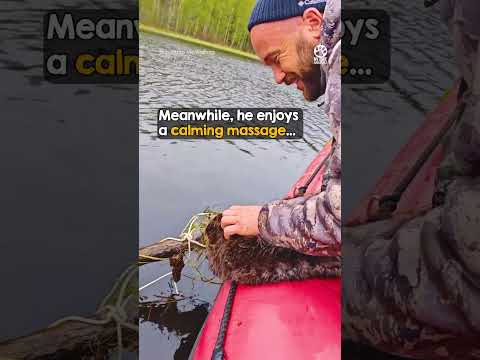 Exhausted Beaver Saved Just in Time ❤️ thumbnail