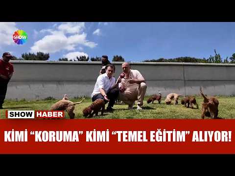 Bu merkezde her cins köpeğe eğitim veriliyor! thumbnail