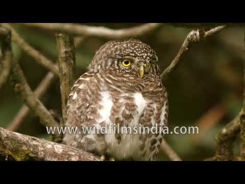 Collared Owlet scans its surroundings from a forest perch thumbnail