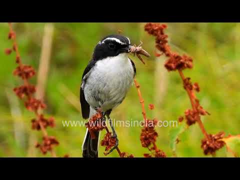 Grey Bushchat returns to its perch with a grasshopper | Remarkable hunting behaviour thumbnail