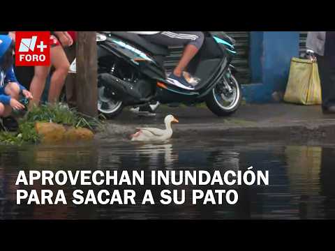 Pato sale a chapotear en inundación de la Calzada Ignacio Zaragoza thumbnail