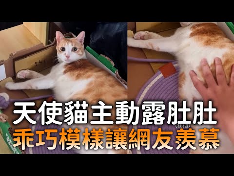 天使貓主動露肚肚　乖巧模樣讓網友羨慕 thumbnail