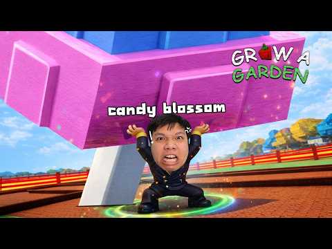 แคนดี้ บลอสซั่ม กลับมา ? l Grow a Garden Roblox thumbnail