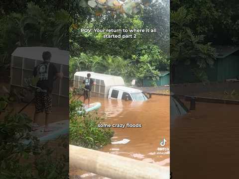 I’m so glad some of the kitties survived the Hawaii floods! 🐱 #pov #cat #hawaiiflood #straycat thumbnail