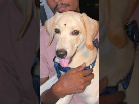 ভূত 👻 VS 🐕মিকো Funny Video 😂 #funny #comedy thumbnail