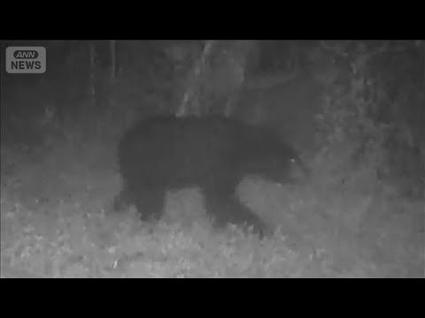 東京・八王子市でまたクマ出没　入山者に注意　市街地に近づく可能性も【知っておきたい！】【グッド！モーニング】(2026年5月31日) thumbnail