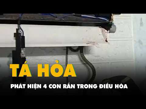 Thợ điện máy ‘tá hỏa’ phát hiện 4 con rắn trong dàn lạnh điều hòa nhà dân tại Quảng Ngãi thumbnail