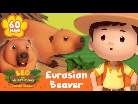 Beavers living in North American Rivers! | Leo the Wildlife Ranger | Educational Animal Cartoons thumbnail