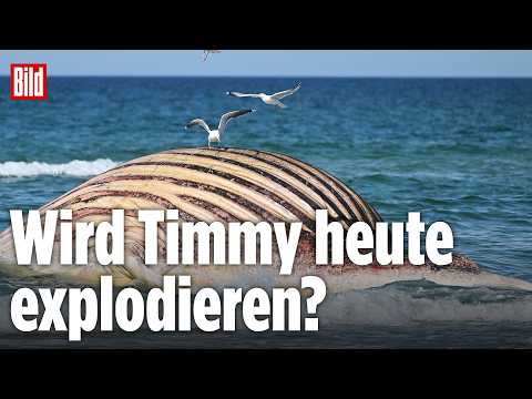 🔴 Toter Buckelwal Timmy droht zu platzen | BILD LIVE thumbnail