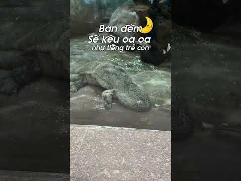 Lần đầu tiên trong cuộc đời thấy con này:)) Nhìn như khủng long cổ đại thumbnail