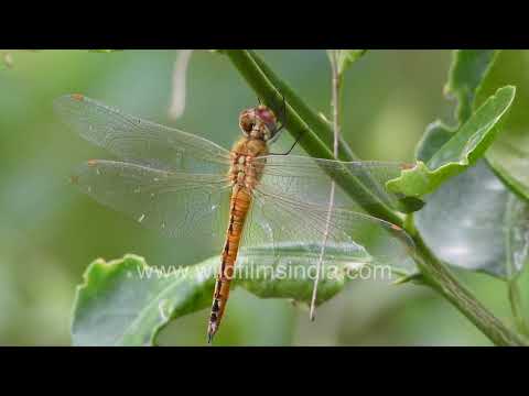 Globe Skimmer Dragonfly perched in the wild thumbnail