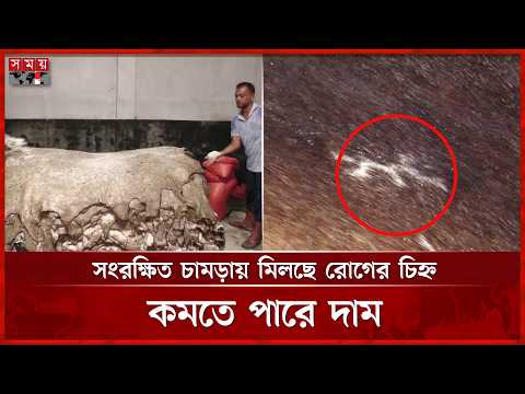 লাম্পি রোগে নষ্ট হচ্ছে চামড়ার মান, ক্ষতির মুখে ব্যবসায়ীরা | Kushtia Leather | Lumpy Skin Disease thumbnail
